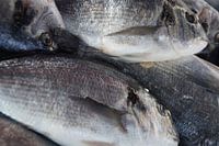 Fish / Vis, Marsaxlokk, Malta 