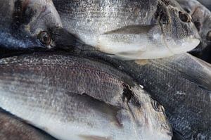 Fish / Vis, Marsaxlokk, Malta 