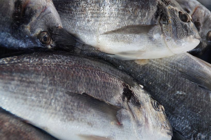 Fish / Vis, Marsaxlokk, Malta  van Maurits Bredius