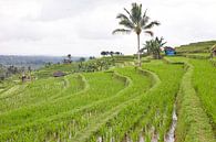 Rijstvelden (sawa's) in Bali van Giovanni de Deugd thumbnail