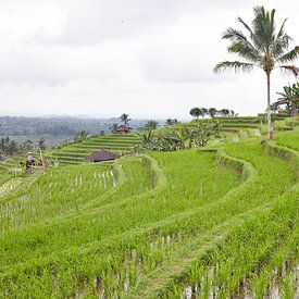Rijstvelden (sawa's) in Bali van Giovanni de Deugd