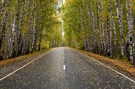 Weg door een berkenbos in herfst van Daan Kloeg thumbnail