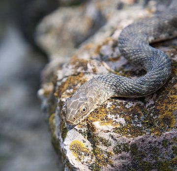 Snake on stone by Guido Akster