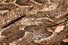 Puff adder (Bitis arietans) by Frank Heinen