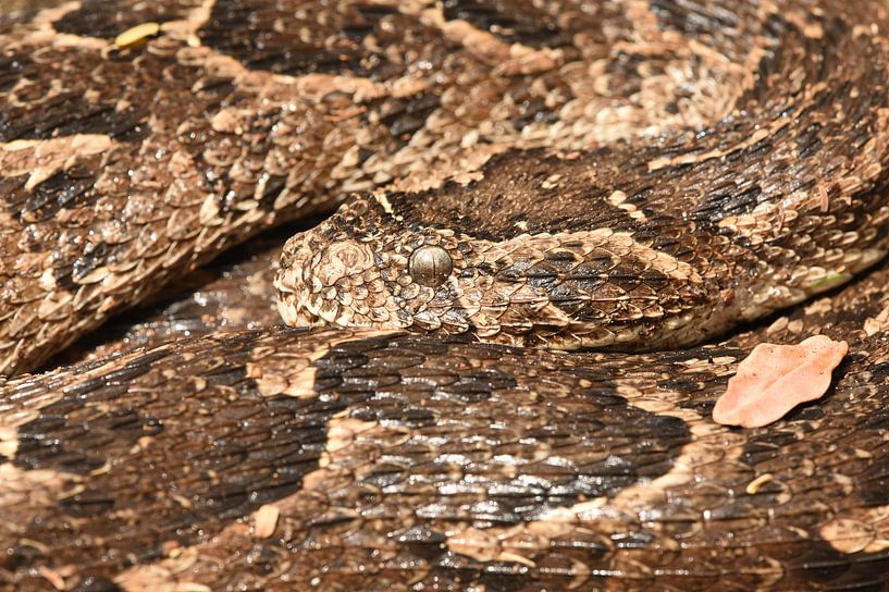 Gewone pofadder (Bitis arietans) von Frank Heinen