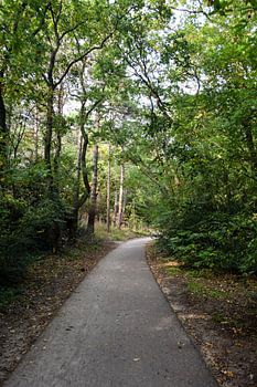Wald bei Schoorl