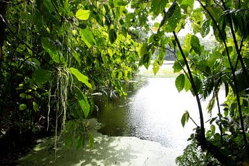 Doorkijkje jungle, groen blad en lianen van Bianca ter Riet