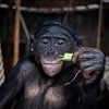 Shimpansee Aap Ouwehands dierenpark van Zwoele Plaatjes