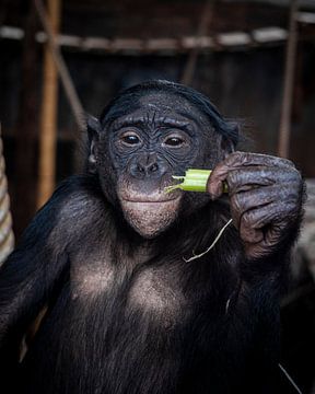 Shimpansee Aap Ouwehands dierenpark van Zwoele Plaatjes