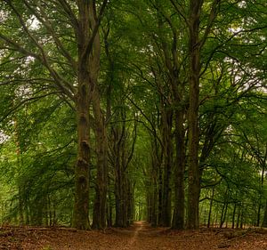 Long chemin d'arbre sur Arno van der Poel