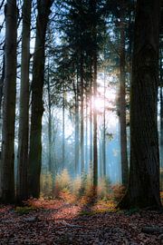 Kleine Schätze von Kevin Woelders