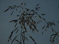 grass with dew