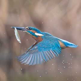 Eisvogel mit Fisch von Lies Bakker