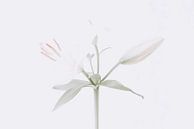 Fleur blanche Fleur blanche par Coby Aperçu