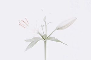 Fleur blanche Fleur blanche sur Coby