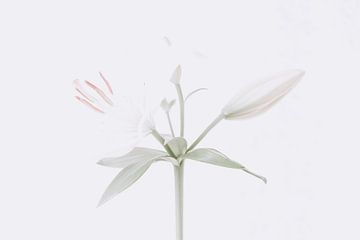 White Flower Witte bloem van Coby