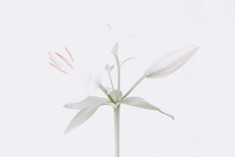 Fleur blanche Fleur blanche par Coby