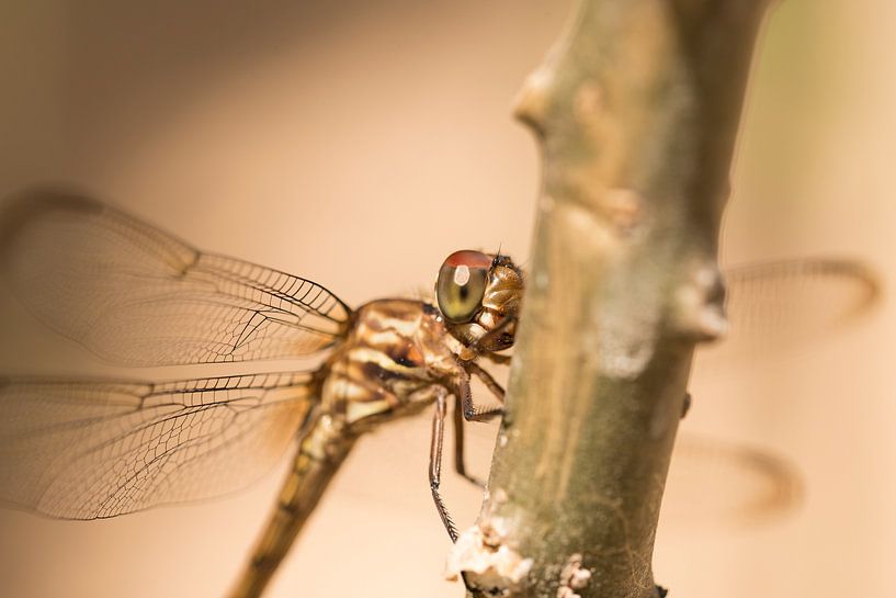 Libelle in Brazilie von Leon Doorn