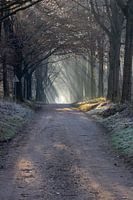 sunbeams in color