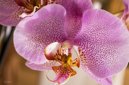 Een ochtend vol stille bloemen