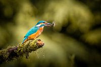 Ijsvogel met vis op een tak boven een vijver