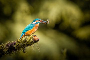 Eisvogel mit Fisch auf einem Ast über einem Teich