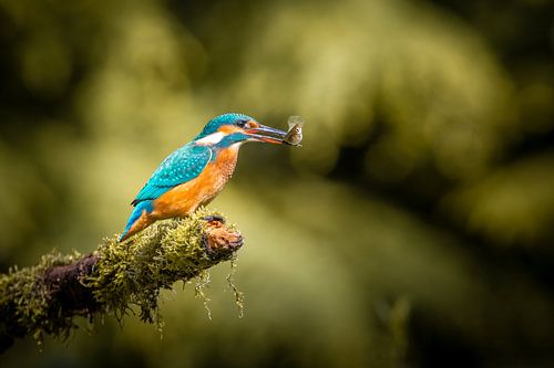Ijsvogel met vis op een tak boven een vijver