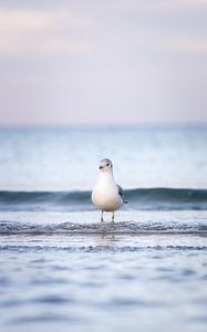 Nordische Gelassenheit: Möwe im sanften Wellenspiel