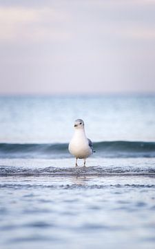 La sérénité nordique : une mouette dans le doux jeu des vagues sur Nils Steiner