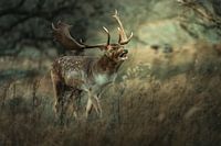 Op zoek naar de liefde in de Waterleidingduinen van Zuid Holland.