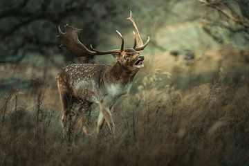 Op zoek naar de liefde in de Waterleidingduinen van Zuid Holland. van Krijna van der Marel