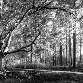 Beuk Slotplaats Bakkeveen in black and white by R Smallenbroek