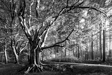 Beuk Slotplaats Bakkeveen in black and white
