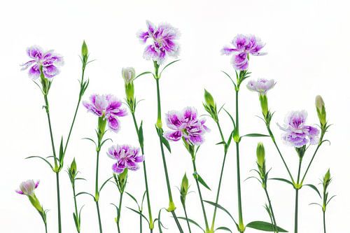Anjers (Dianthus) met een witte achtergrond