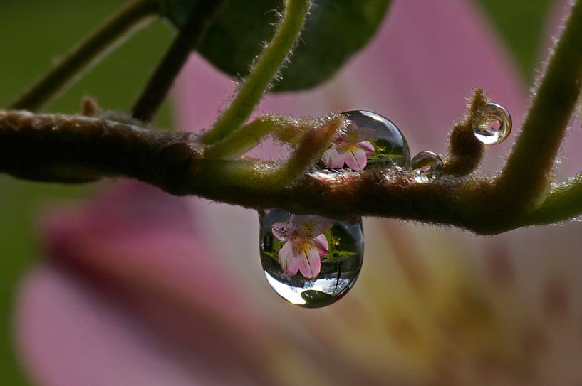 PINK FLOWERS REFLECTED IN WATERDROPS by Mieke van der Beek