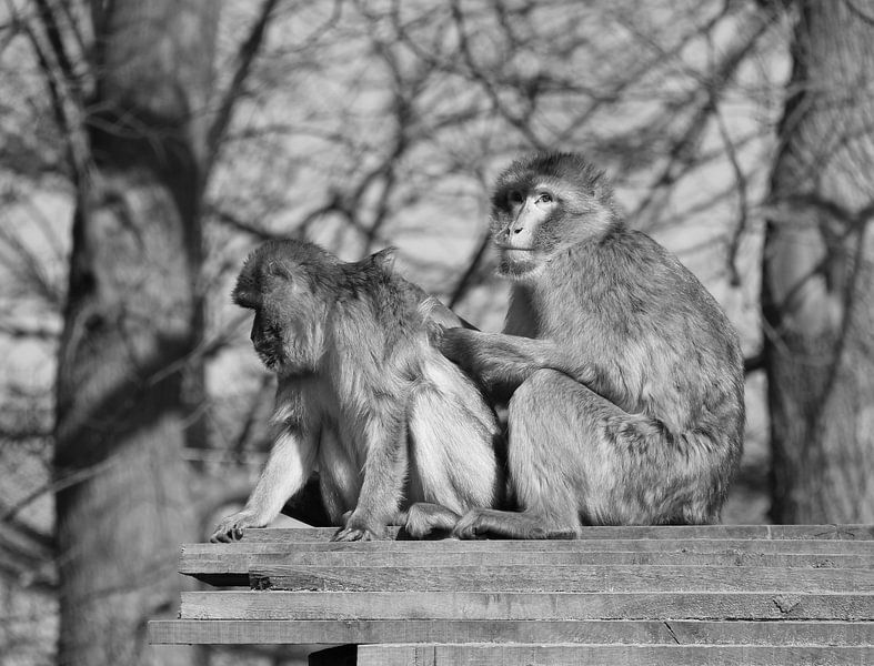 Singes berbères. par Jose Lok