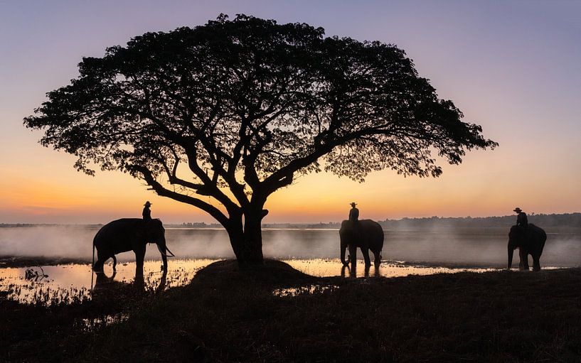 Three elephants at sunrise by Anges van der Logt