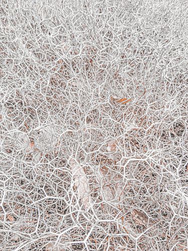 Griekse witte struik met hexagon patroon | Natuur fotografie