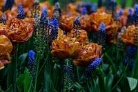 vooraanzicht van oranje tulpen en blauwe bloemen