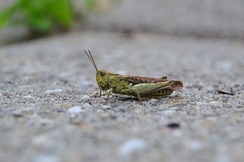 Grasshopper II