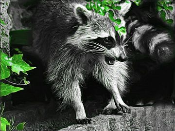 Waschbär - Raccoon
