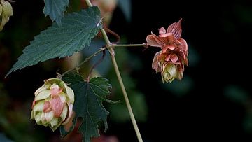 pink-coloured hop plant in autumn (2) by joyce kool