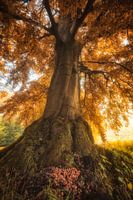 Autumn colours