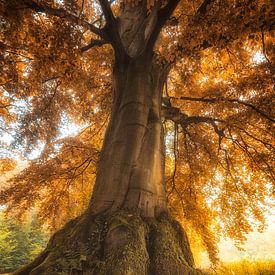 Herfstkleuren van Anthony Malefijt