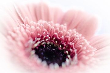 Macrofotografie roze gerbera van WPF
