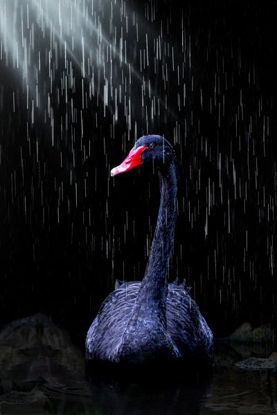 Zwarte Zwaan ( Regen ) van Guido Heijnen