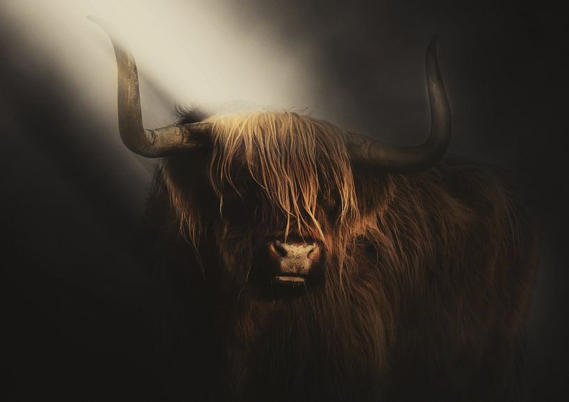 Licht von einem schottischen Highlander von Bert Hooijer