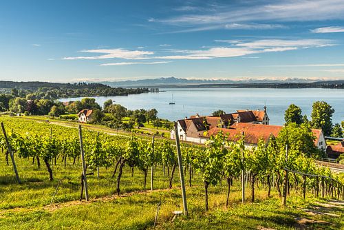 Panorama du lac de Constance avec vignoble