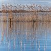 Spiegelend riet op Loosdrecht van Danielle Bosschaart