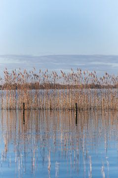 Spiegelend riet op Loosdrecht van Danielle Bosschaart